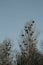 Birds nest on the tree in the forest