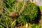 Birds nest in a tree in the garden, spring season, bird home, animal crafted homes