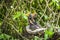 Birds nest with two newly hatched blackbirds