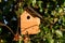 Birds nestbox in ivy