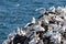 Birds nesting on the rocks Cape St. Mary`s Ecological Reserve