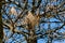 Birds` nests on dead tree branches on a background of blue sky