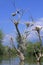 Birds nests on trees in lake