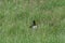 BIRDS- Netherlands- An Oystercatcher in Tall Colorful Grass