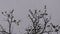 Birds on oak tree branches, winter cloudy sky, tripod fixed camera close up