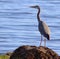 Birds ocean wildlife water blue nature amature