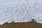 Birds over a Landfill