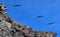 Birds over vulcanic rock formation on Corona Island, Loreto Mexico