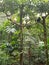 Birds, pair of birds, white birds, park, birds in park, garden