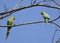 Birds:Pair of Rose Ringed Parakeet Perched on Branch of a Tree Looking at Each Other