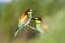 birds of paradise bee-eaters among spring greenery