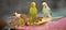 Birds, Parakeet, Budgie or budgerigar, Green and Yellow color,