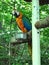 Birds of Parrot Mountain in Tennessee