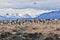 Birds and penguins on the island in Beagle channel close Ushuaia city, Tierra del Fuego, Argentina