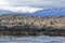 Birds and penguins on the island in Beagle channel close Ushuaia city, Tierra del Fuego, Argentina