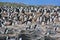 Birds and penguins on the island in Beagle channel close Ushuaia city, Tierra del Fuego, Argentina