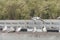 Birds perch on bridge rail