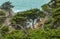 The birds perch in the treetops of a rocky location in the cypress grove of Point Lobos State Park on California's