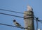 Birds Perched on a Telephone pole and Electricity Wire
