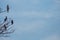 Birds perched on the tree branches with blue sky