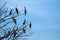 Birds perched on the tree branches with blue sky