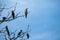 Birds perched on the tree branches with blue sky