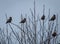 Birds perched on tree branches, one singing