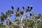 Birds perched on a tree top