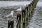 Birds perching on wooden posts in lake at Regent`s Park in London