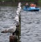 Birds perching on wooden posts in lake at Regent`s Park in London. Blurred blue boat visible in the background.