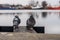 Birds on the port wharf. A pigeon sitting on the shore in the Pa