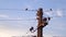 birds on post with electrical wires against blue sky at sunrise
