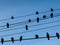 Birds on power lines with blue sky background