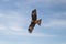 Birds of prey flying vulture blue sky