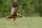 Birds of prey - Marsh Harrier Circus aeruginosus hunting time bird landing spring time