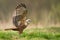 Birds of prey - Marsh Harrier Circus aeruginosus hunting time bird landing spring time