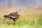 Birds of prey - Marsh Harrier Circus aeruginosus hunting time bird landing spring time