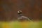 Birds of prey on the meadow with autumn forest in the background. Steppe Eagle, Aquila nipalensis, sitting in the grass on