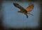 Birds of prey osprey and blue