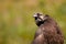 Birds of prey - Saker Falcon Falco cherrug. Close-up portrait