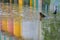 Birds in a puddle with beautifully colored reflections