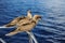 Birds on the railing of the yacht.