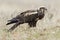 Birds Raptors. Female Aguilucho lagunero Circus aeruginosus, perched on the ground. Lion. Spain