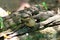 Birds relaxing in natural forest