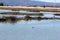 Birds resting and in flight in Ravenswood Ponds, south of the Dumbarton Bridge and adjacent to San Francisco Bay, Menlo Park