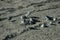 Birds resting in sand