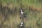 Birds. Riverfront Regional Park, Sonoma Wine Country, California