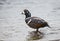 Birds roaming freely on the lake in Iceland