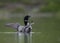 Birds roaming freely on the lake in Iceland