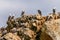 Birds on the rocks of the Ballestas Islands in the Paracas National park,